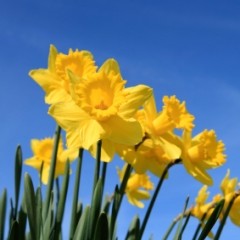 Prospect-pleasing newsletter sign-ups: How to plant the seeds for high conversion rates