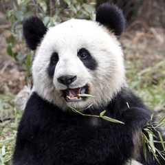 Google Panda Update Tips
